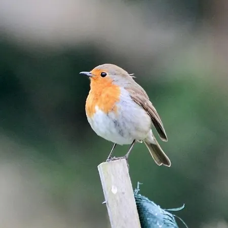 Orchidee Premium Comines-Warneton