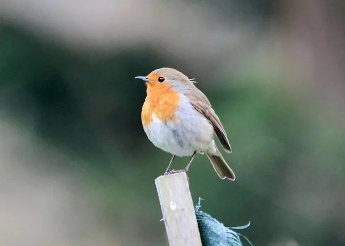 Orchidee Premium Comines-Warneton